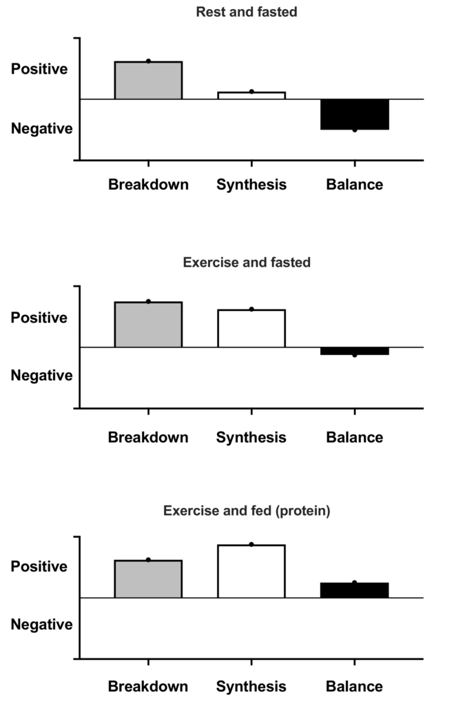 Conceptual idea of muscle protein synthesis, breakdown and net balance